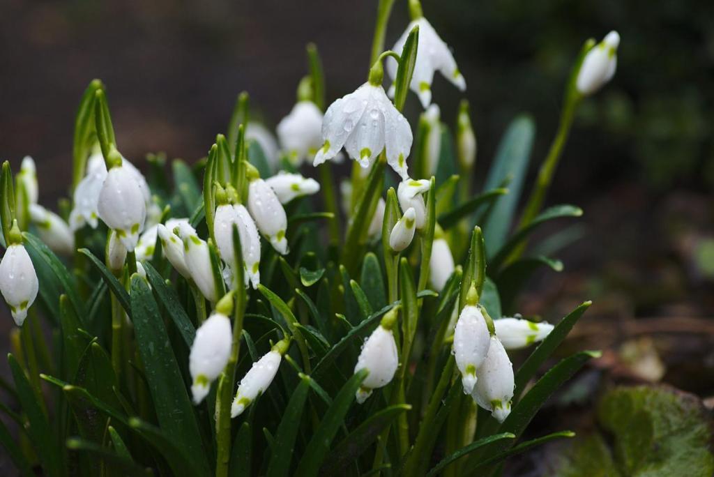 White Flowers in Garden — Guest House In Bilpin, NSW