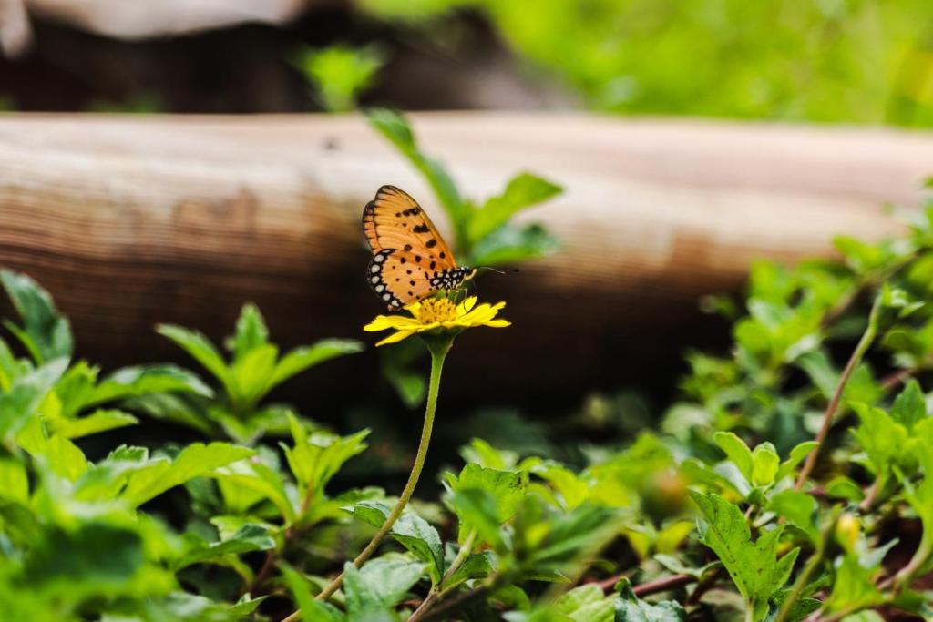 Butterfly Pollinating Flowers — Guest House In Bilpin, NSW