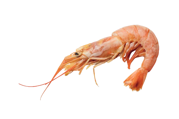 Una chiusura di un gambero su uno sfondo bianco