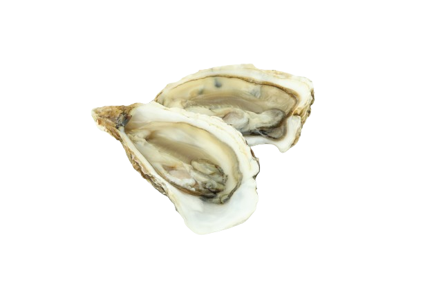 Due ostriche sono sedute una sopra l'altra su uno sfondo bianco.