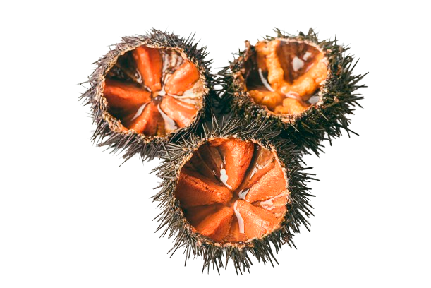 Tre ricci di mare sono seduti uno sopra l'altro su uno sfondo bianco.