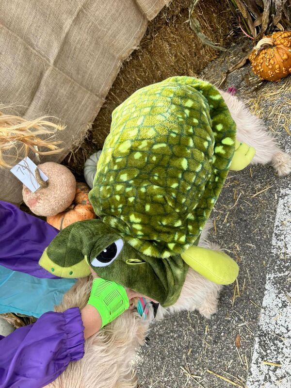 A person is holding a stuffed animal in a turtle costume.