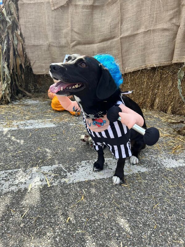 A black dog is wearing a referee costume and holding a microphone.