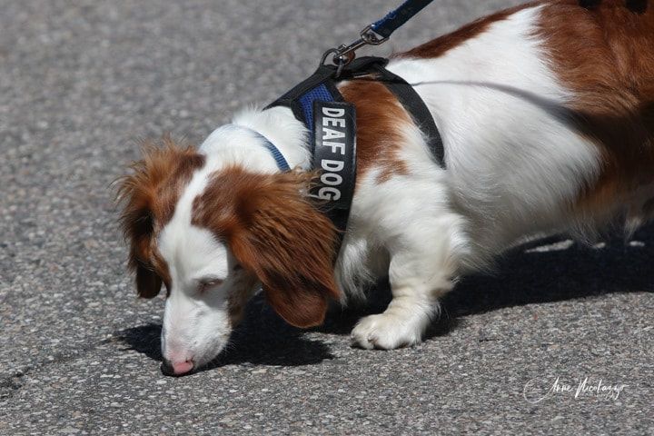 A brown and white dog wearing a harness that says deaf dog