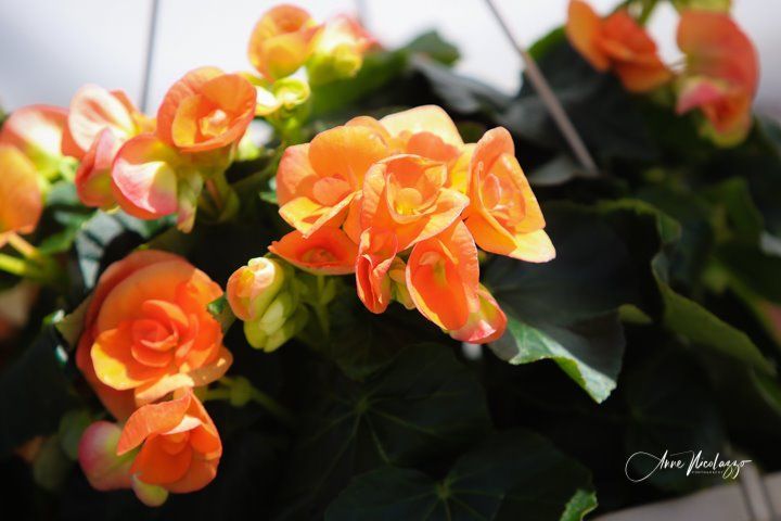 A bunch of orange flowers are hanging from a plant
