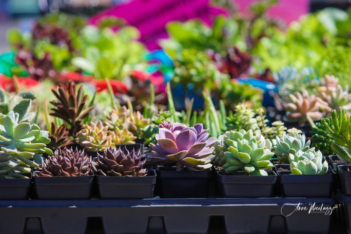 A bunch of potted succulents are sitting on a table