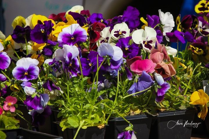 A bunch of purple and yellow flowers in black pots