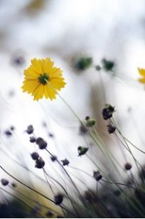 A man in a military uniform is talking to a female therapist.