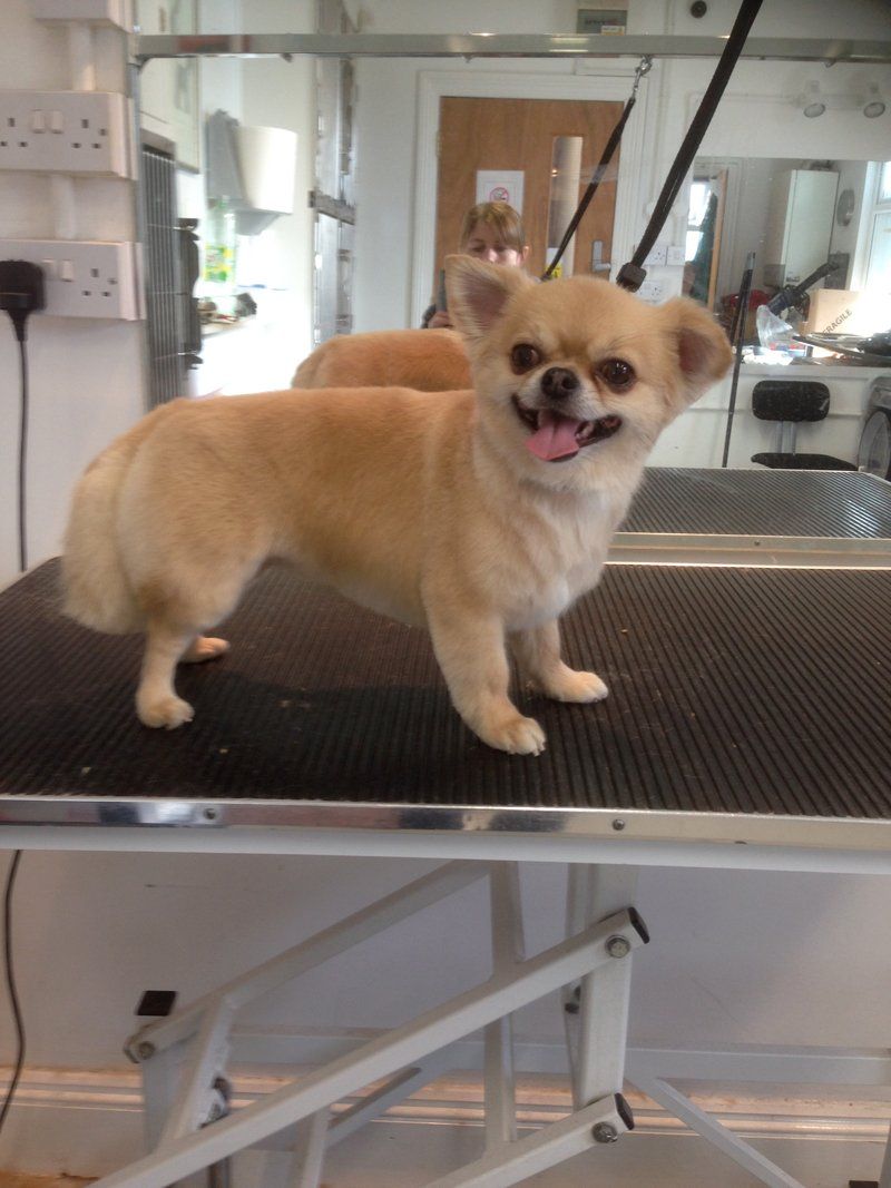 Dog Grooming in Plymouth The Grooming Centre