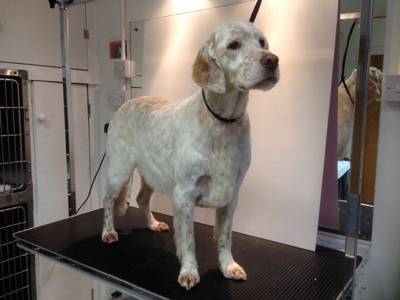 Dog Grooming in Plymouth The Grooming Centre