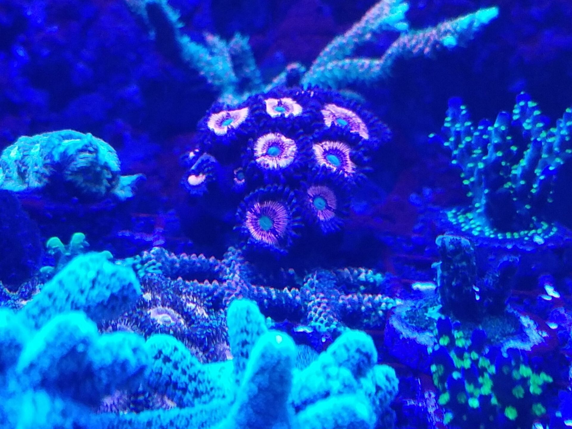 A close up of a coral reef under a blue light.
