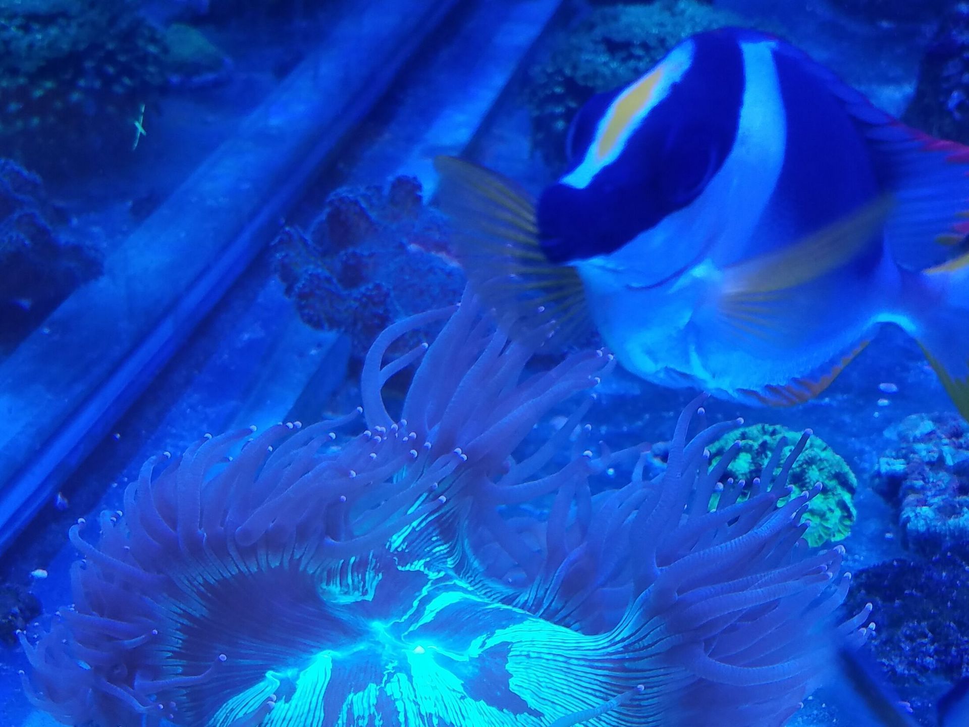 A clown fish is swimming in a tank with sea anemones.