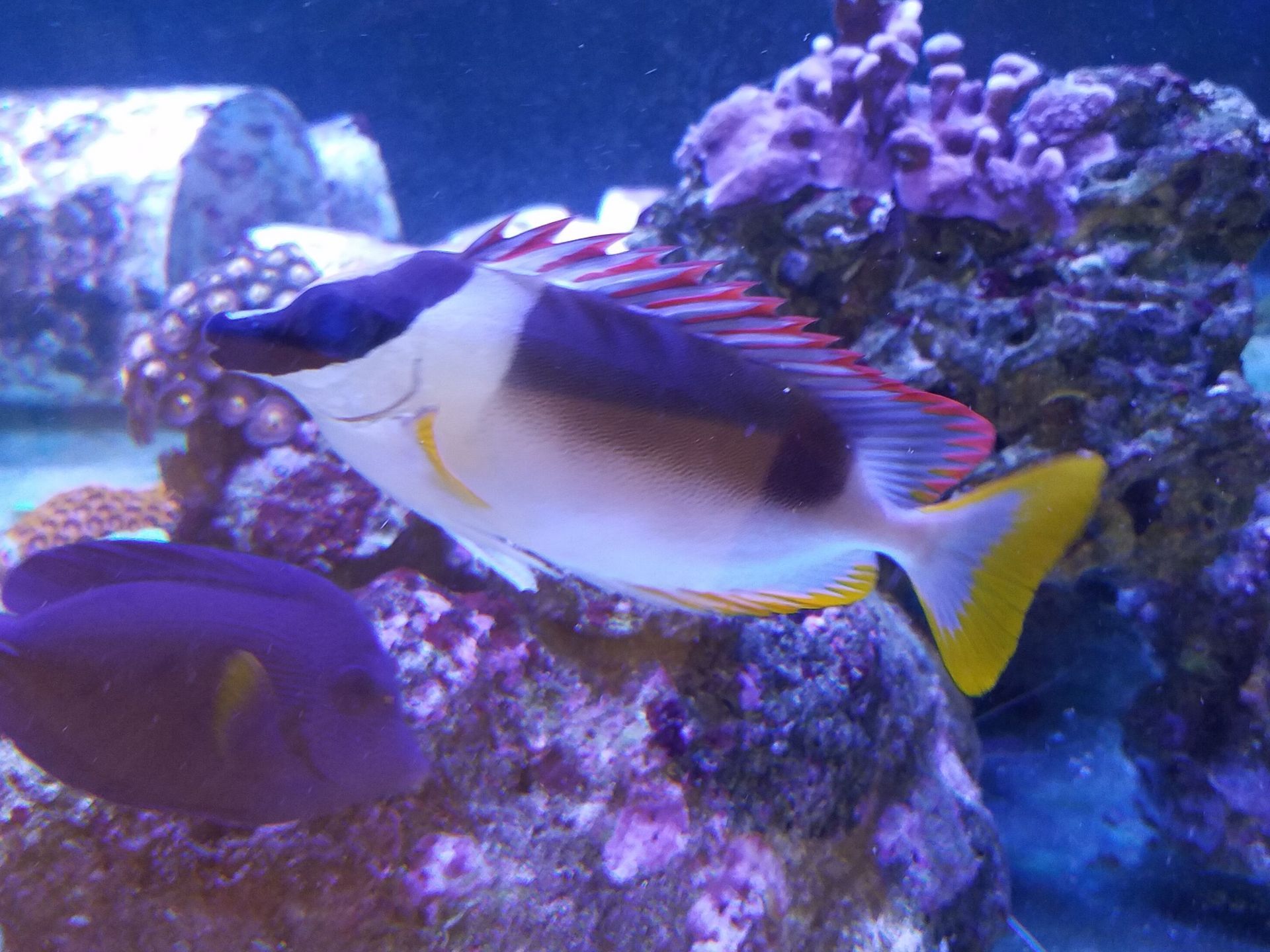 Clooney and Miss Tang in the 240 display