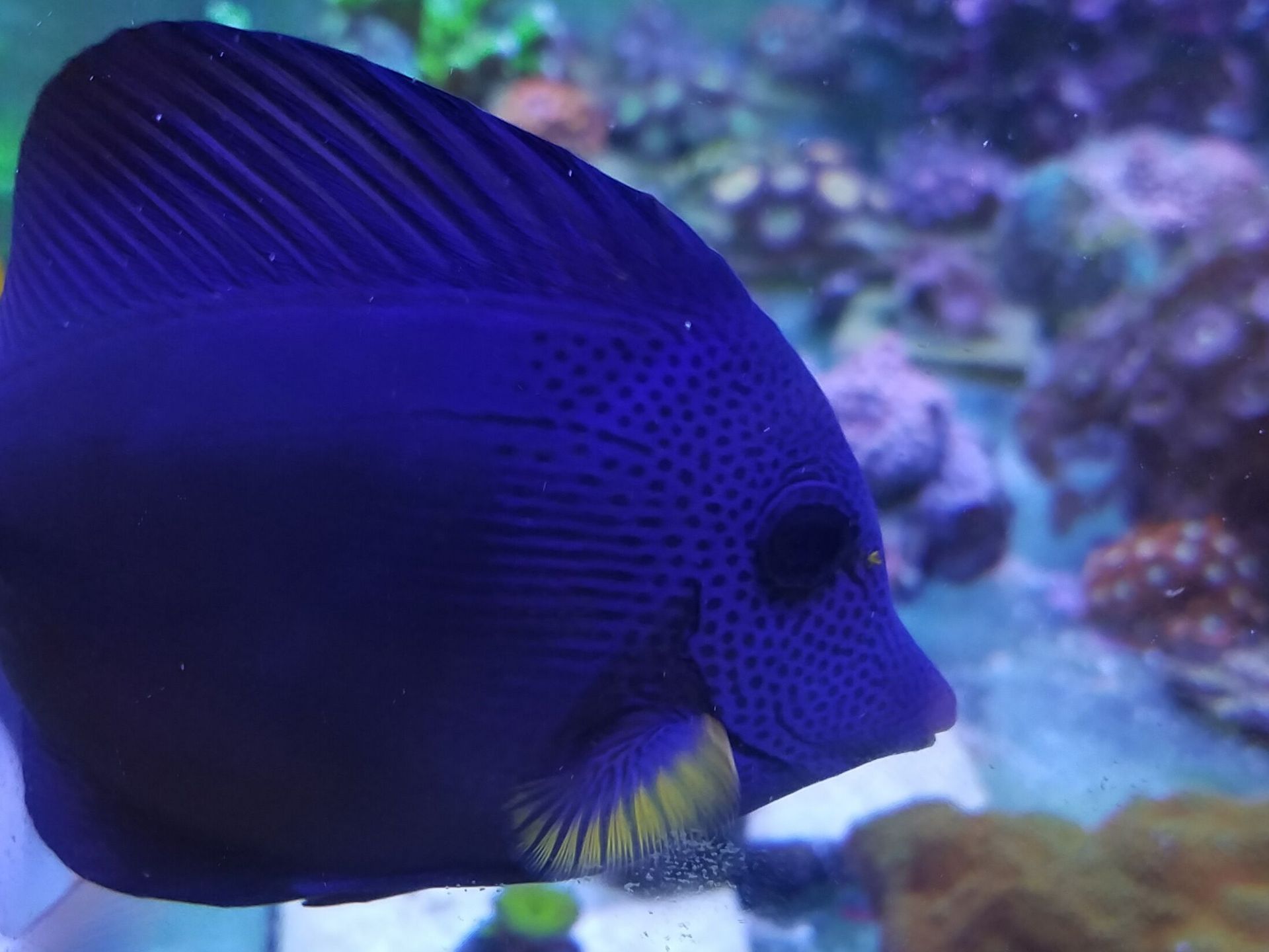 A blue fish with a yellow tail is swimming in a tank.