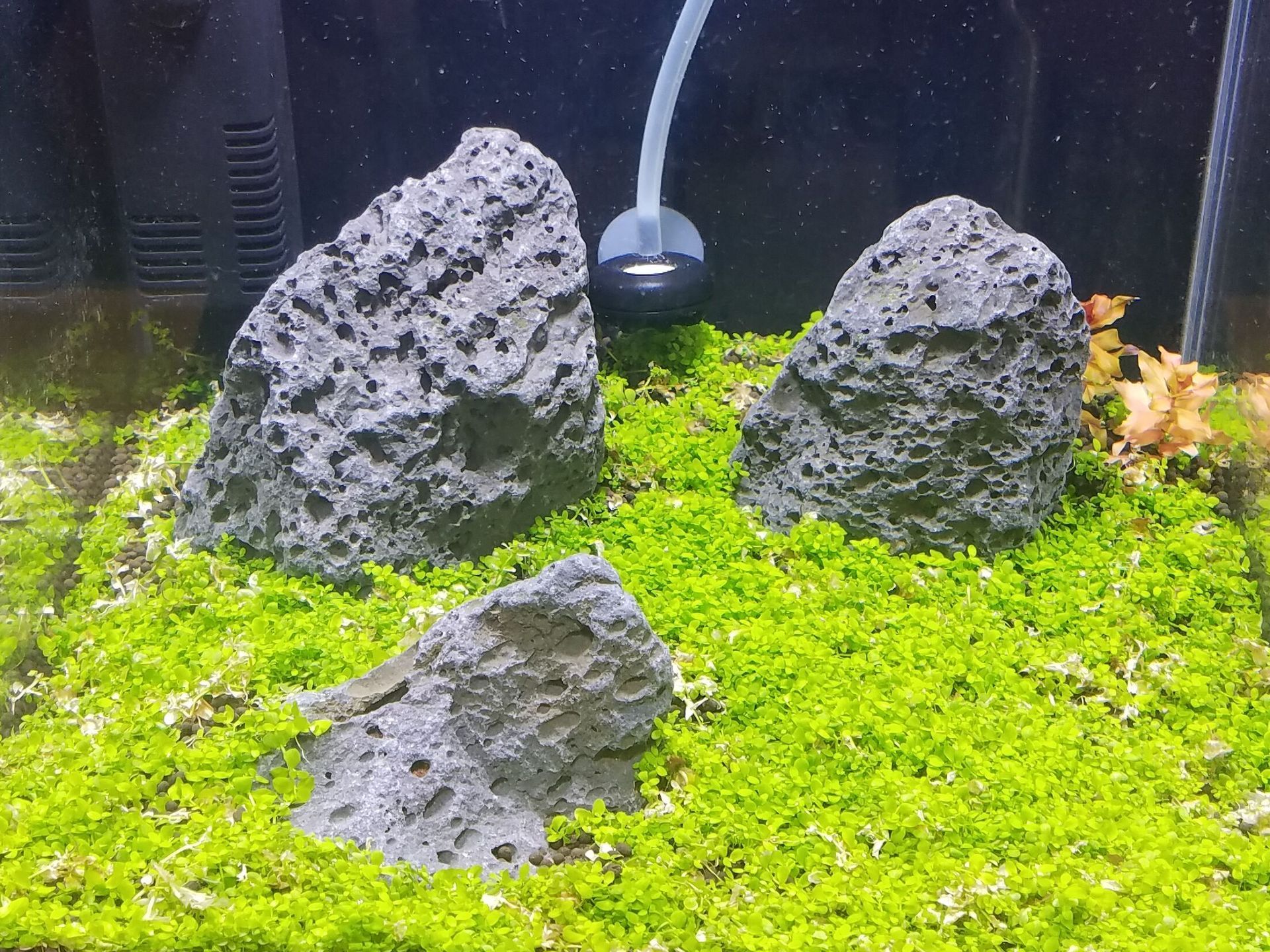Three rocks are sitting on top of a lush green carpet in an aquarium.