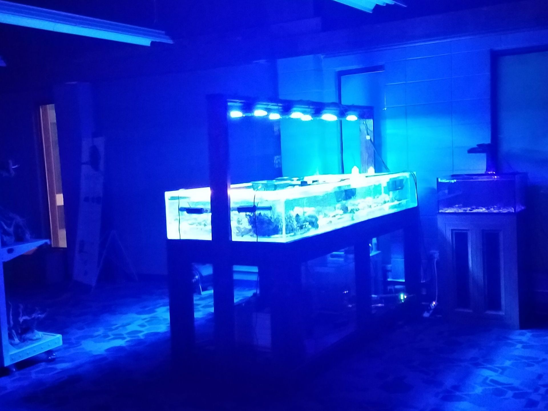 A large aquarium is lit up with blue lights in a dark room.