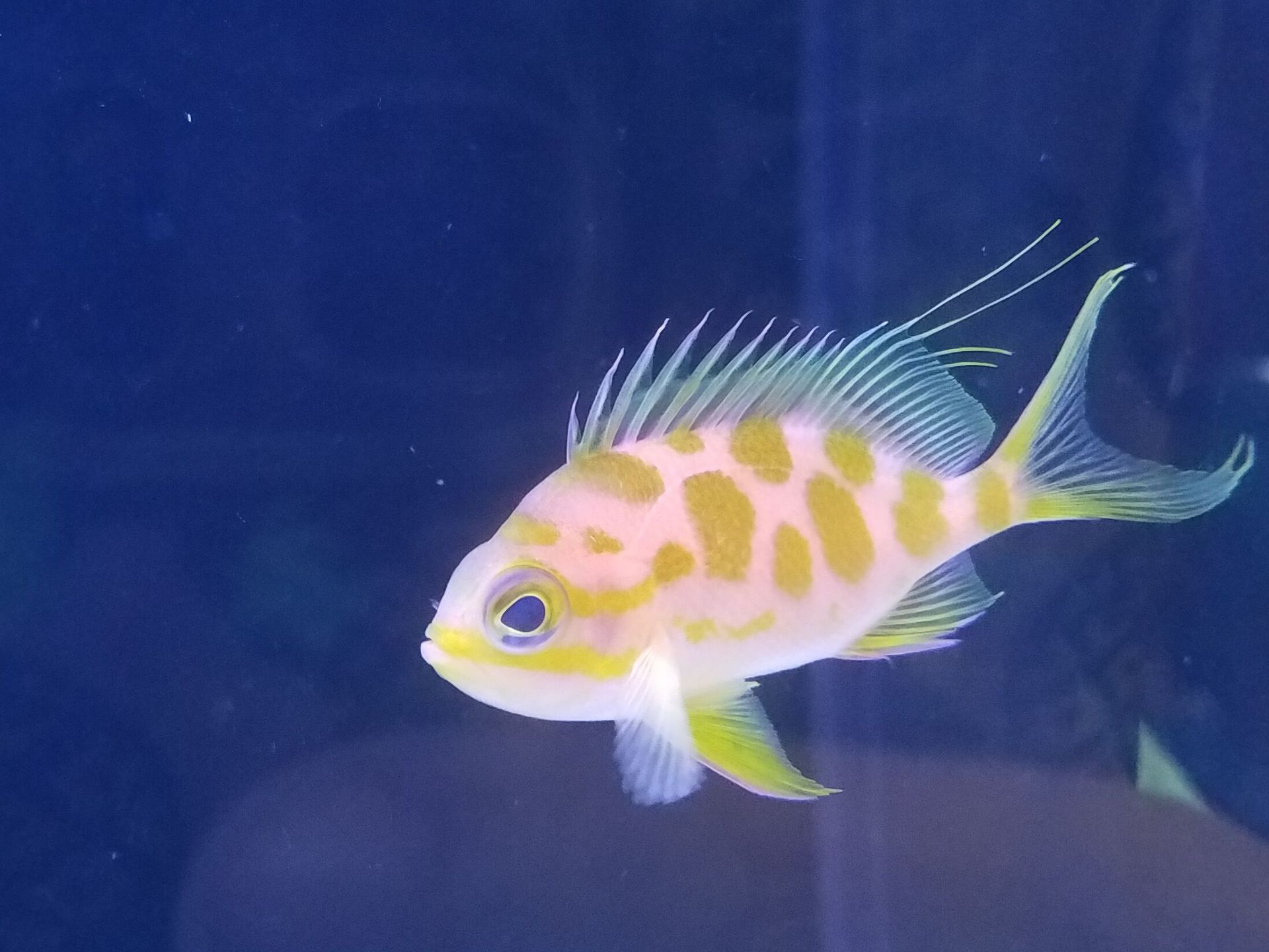 A pink and yellow fish is swimming in a tank