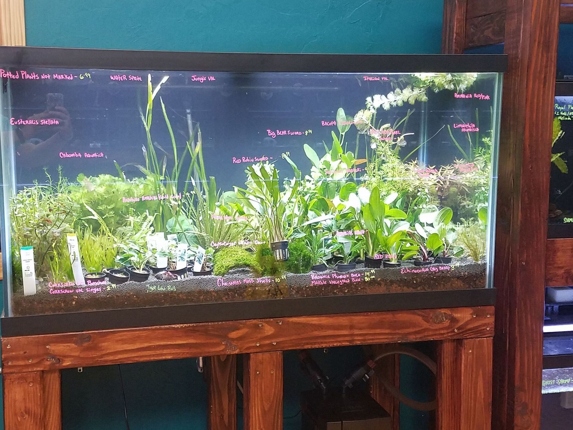 Plant sales tank