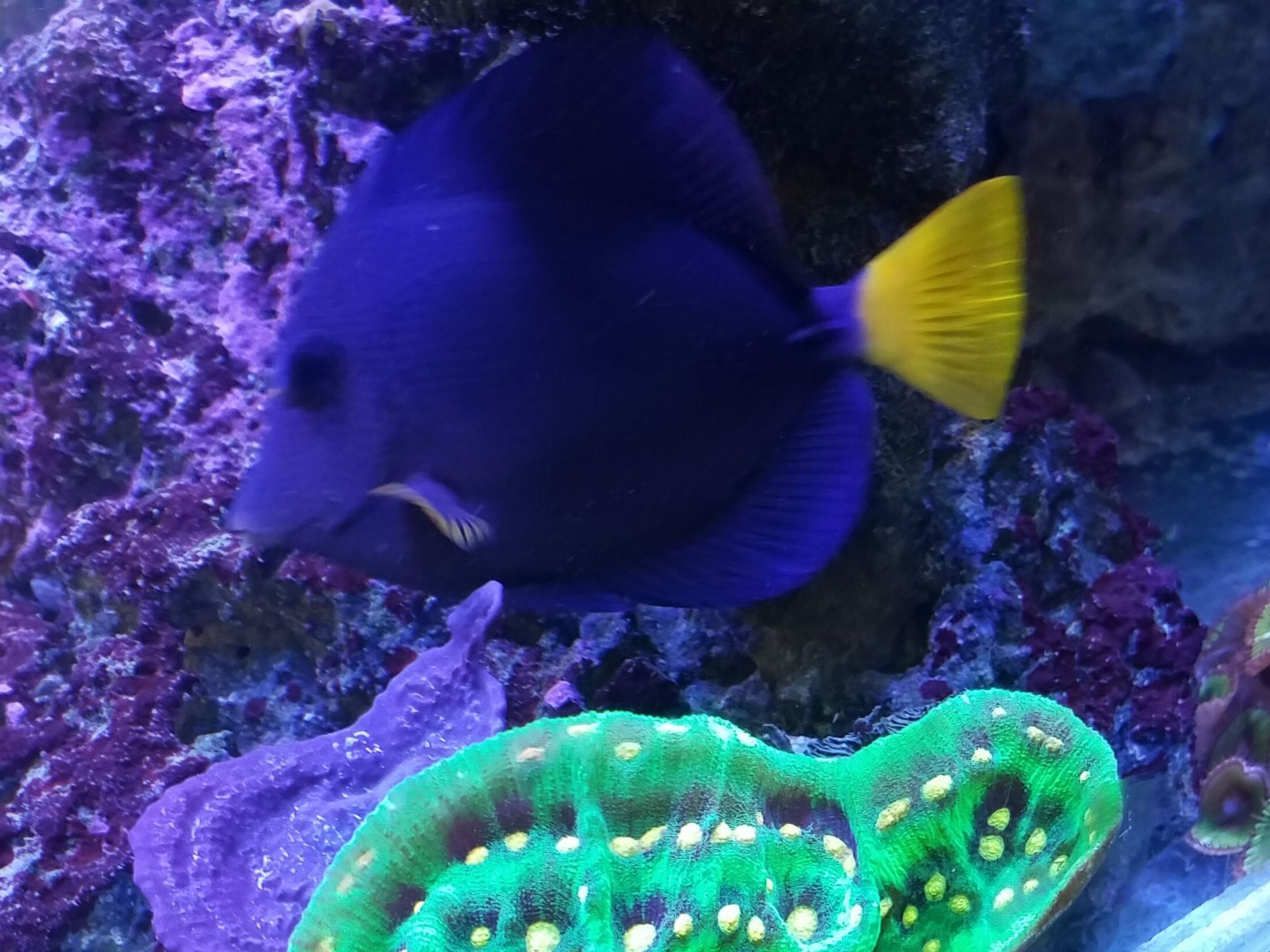 A blue fish with a yellow tail is swimming in a tank