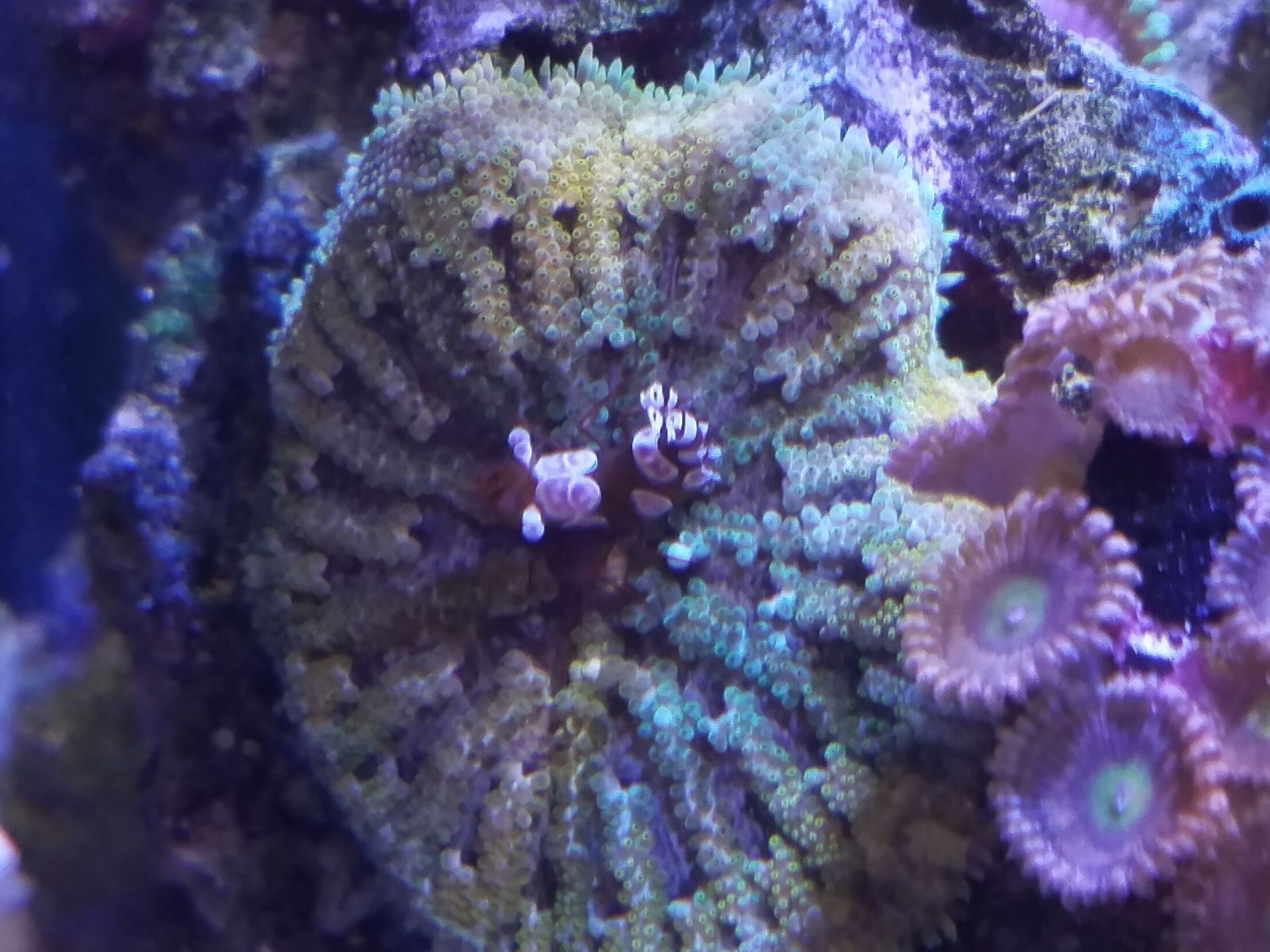A close up of a coral reef with a crab on it.