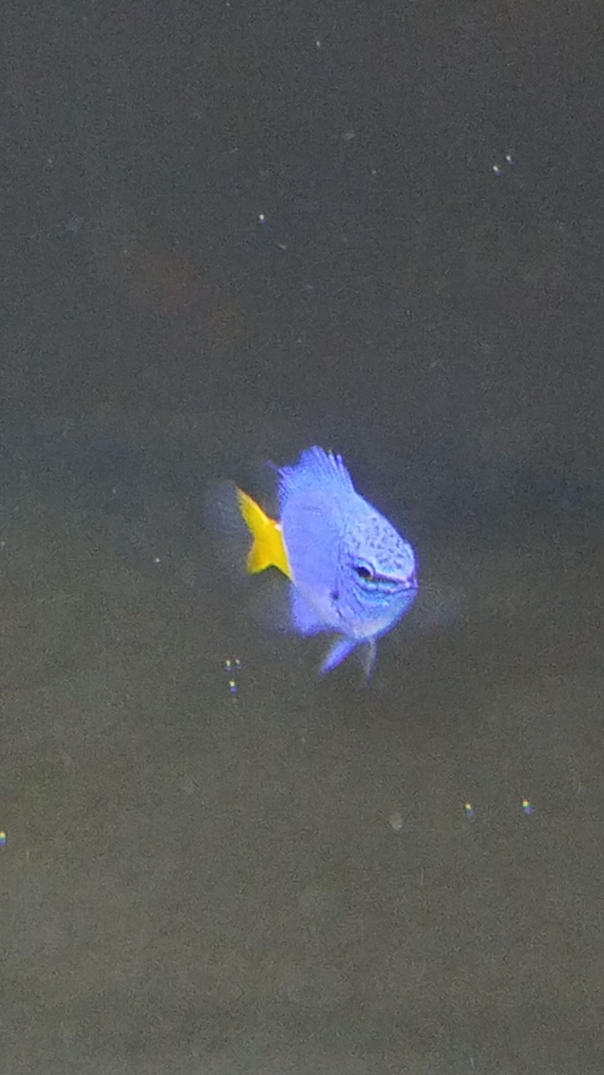 Yellowtail Blue Damsel