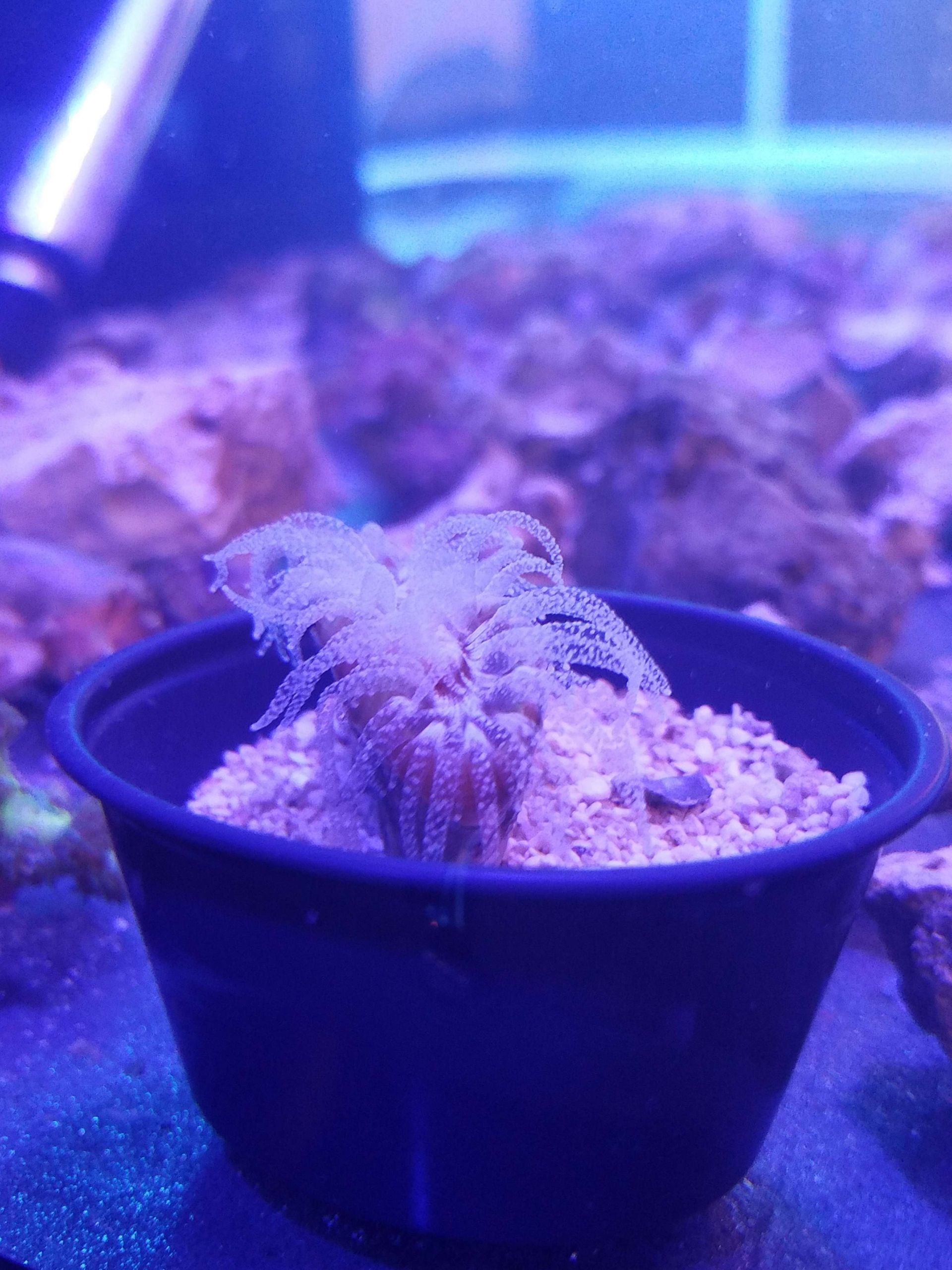 Truncatoflabellum Veroni