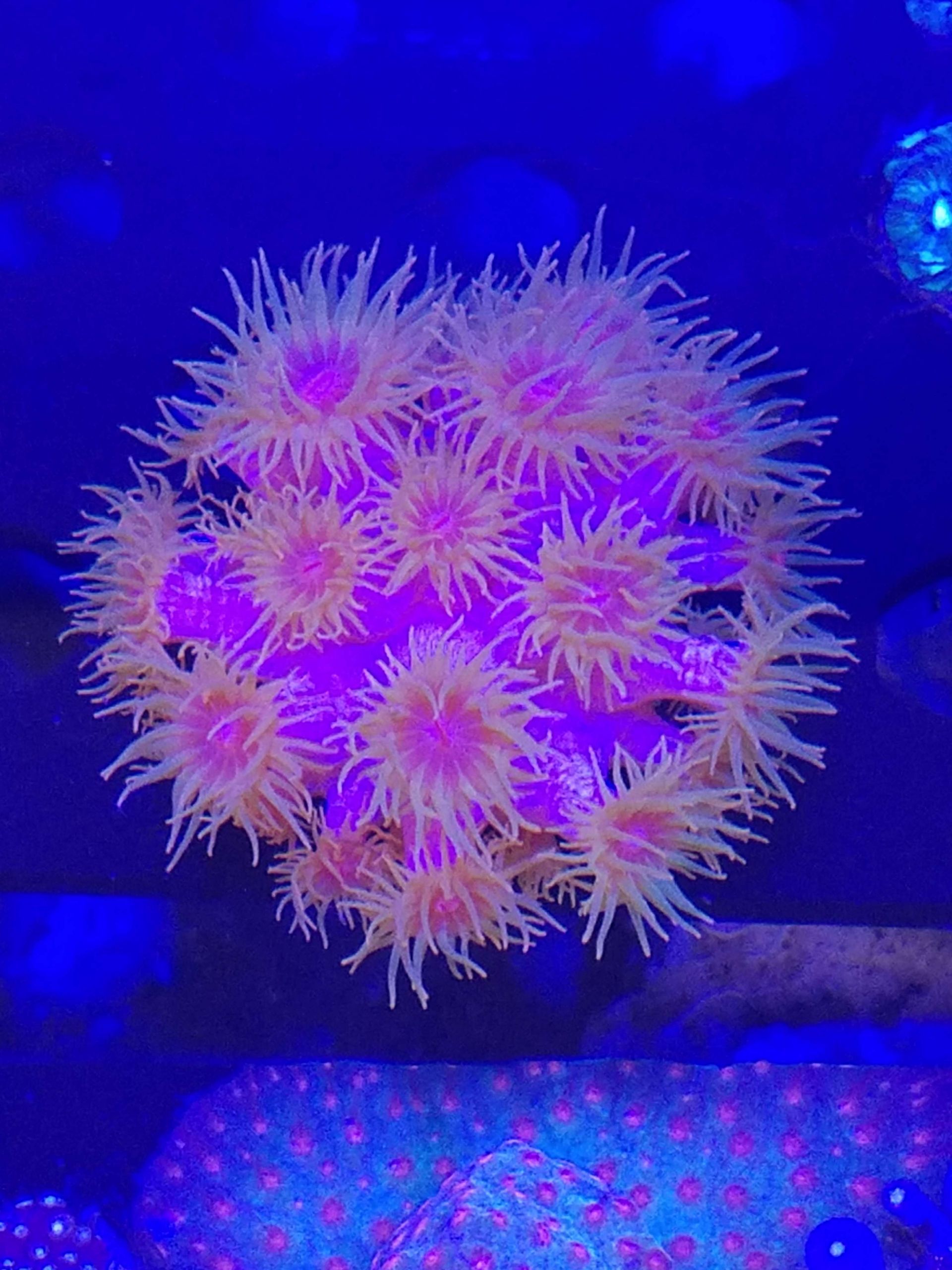 Corals