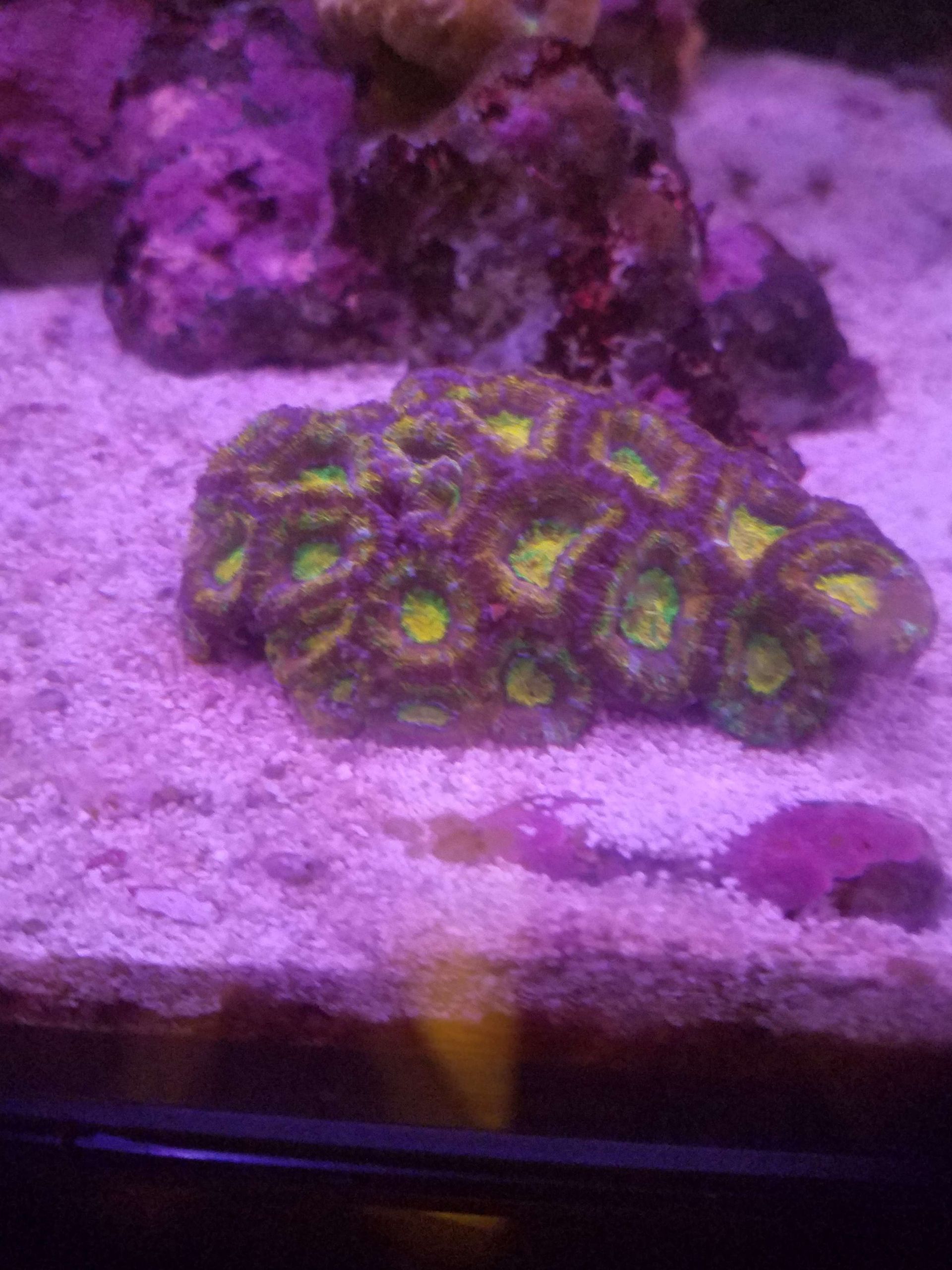 Rainbow Acans