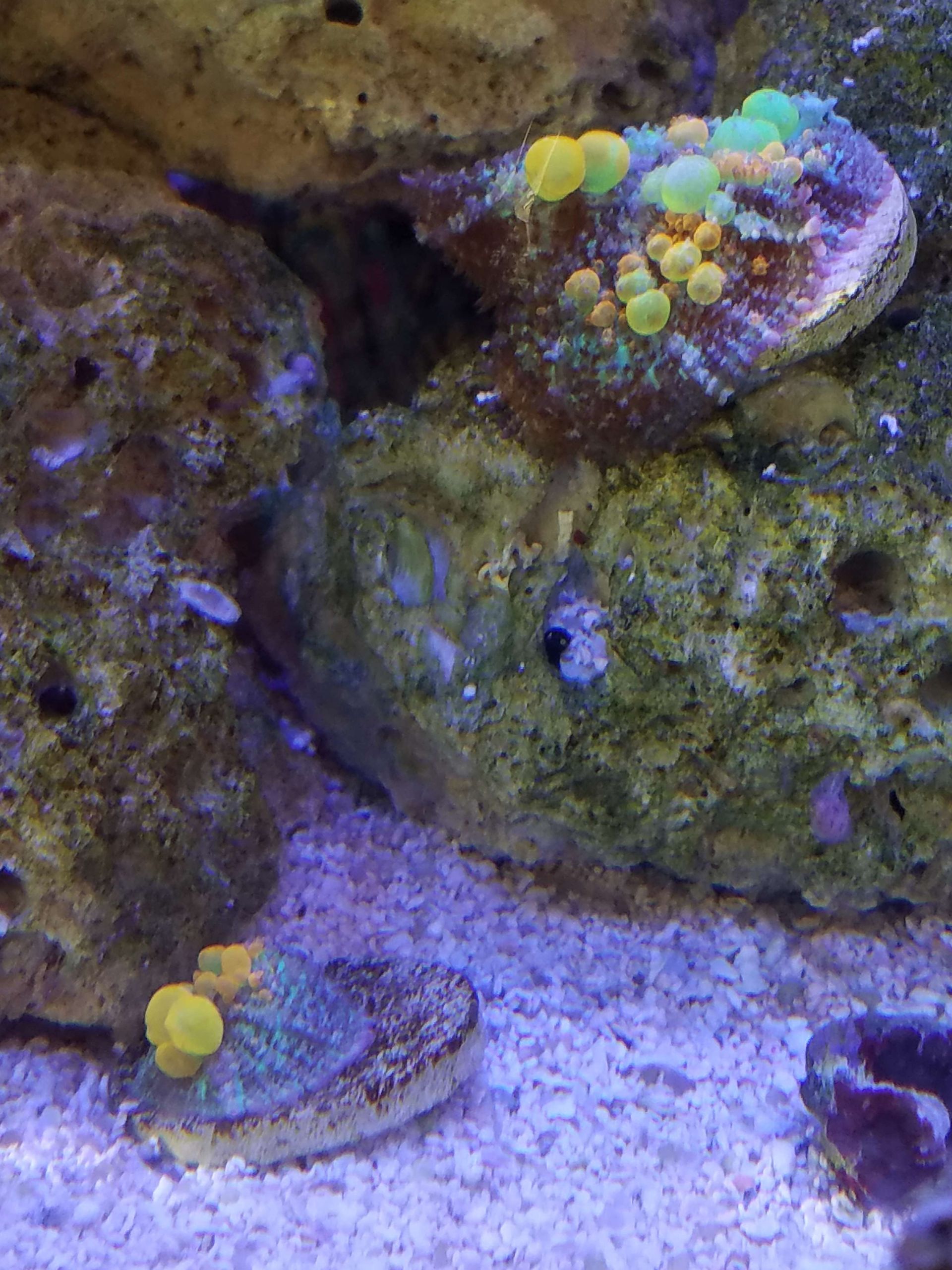 WWC OG Bounce Mushrooms