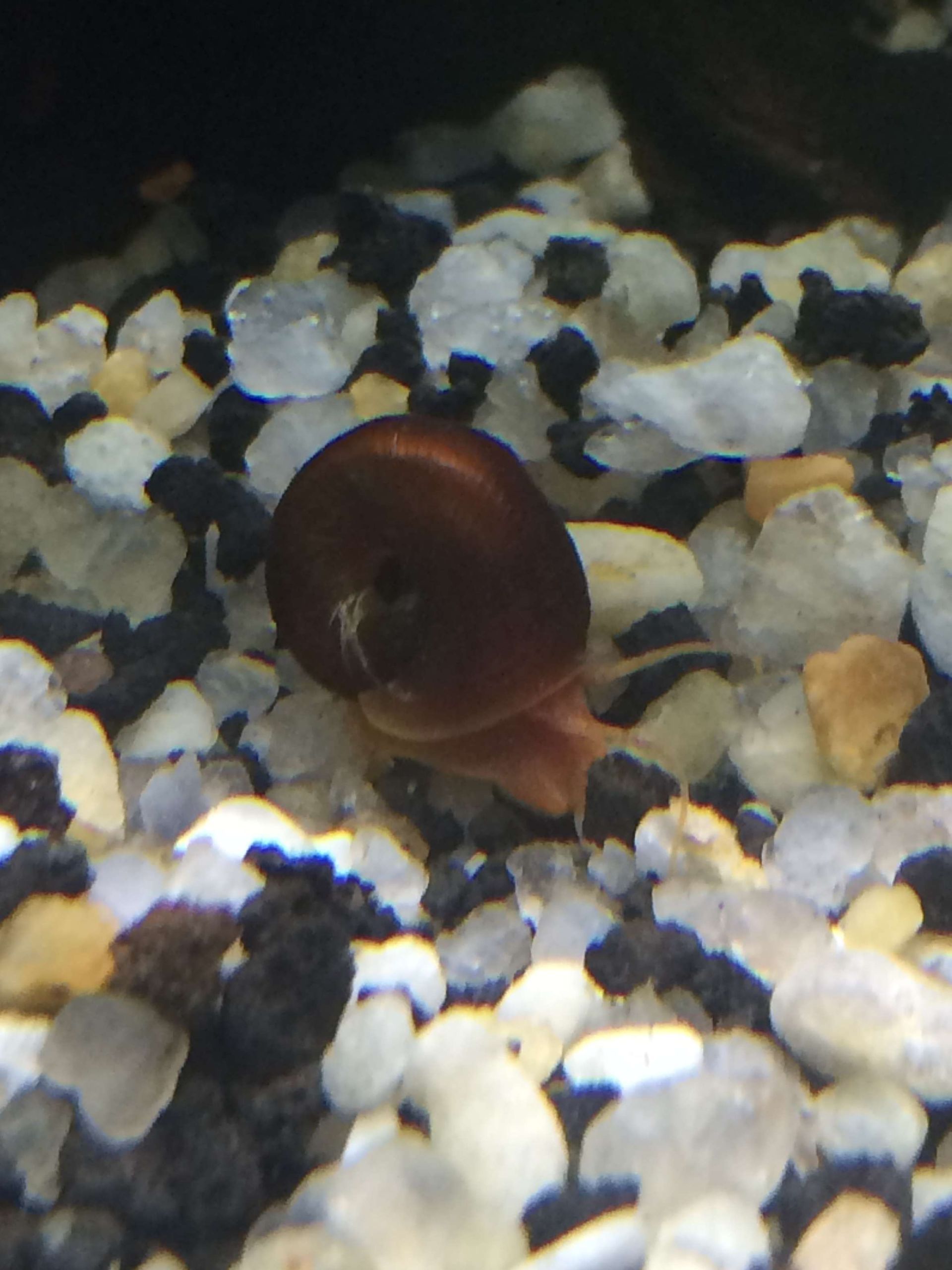 Ramshorn Snail - FW