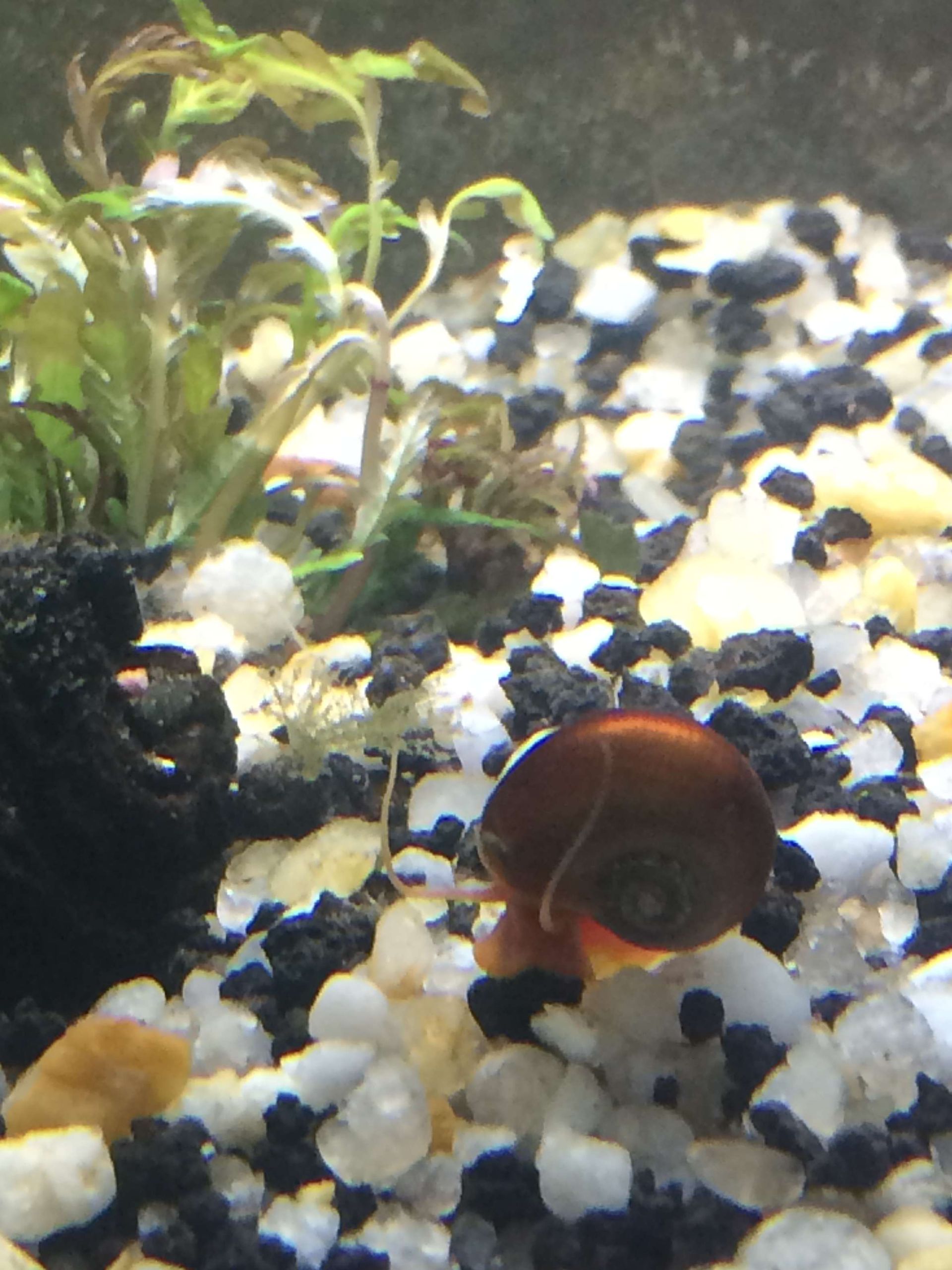 Ramshorn Snail - FW