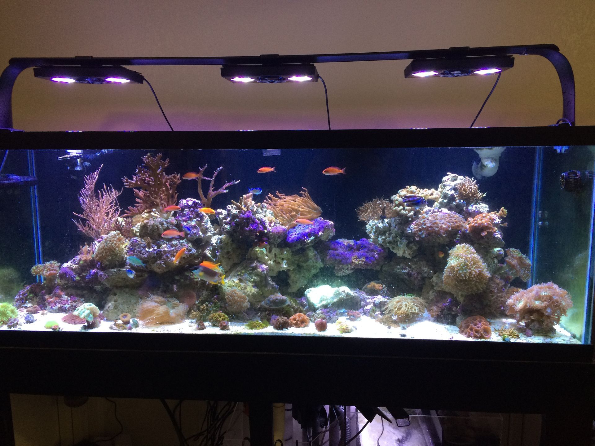 A large aquarium filled with lots of fish and corals