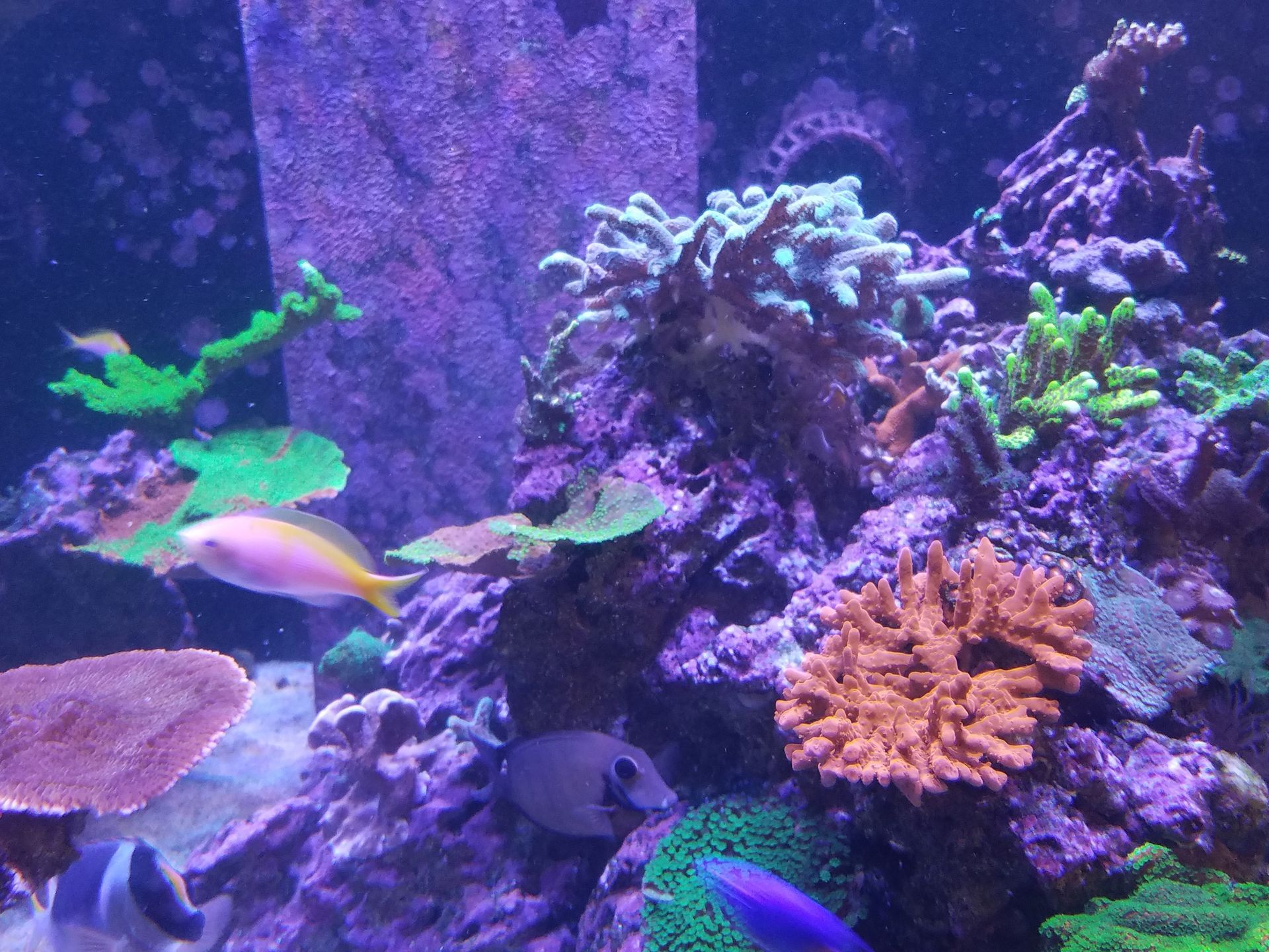 A coral reef with purple and green corals and fish