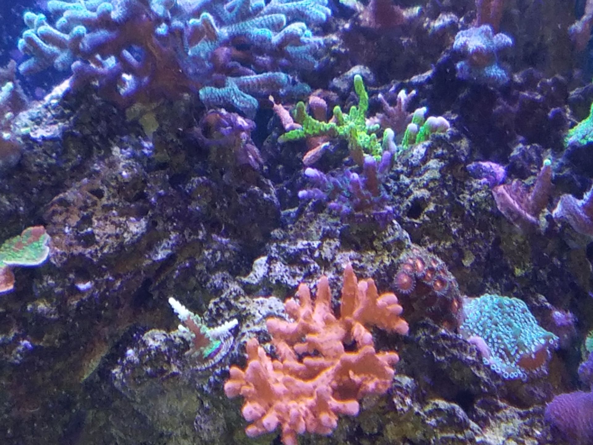 A coral reef with many different types of corals