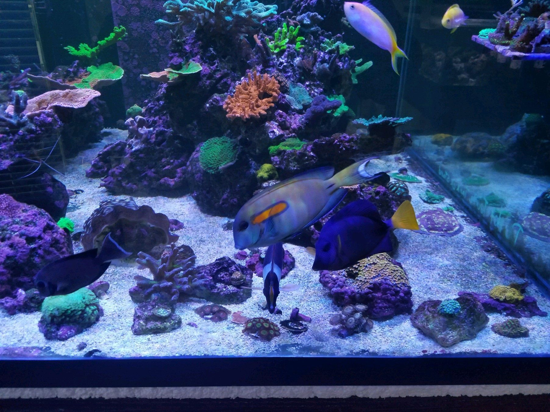 A fish tank filled with lots of fish and corals.
