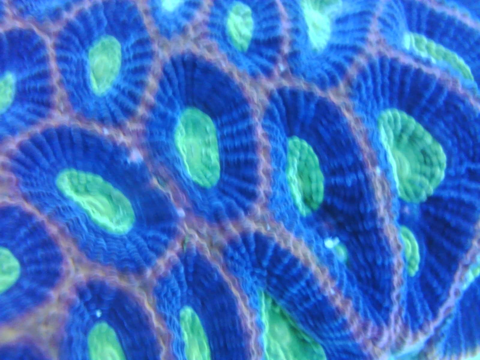 Dragon Soul Prism Favia