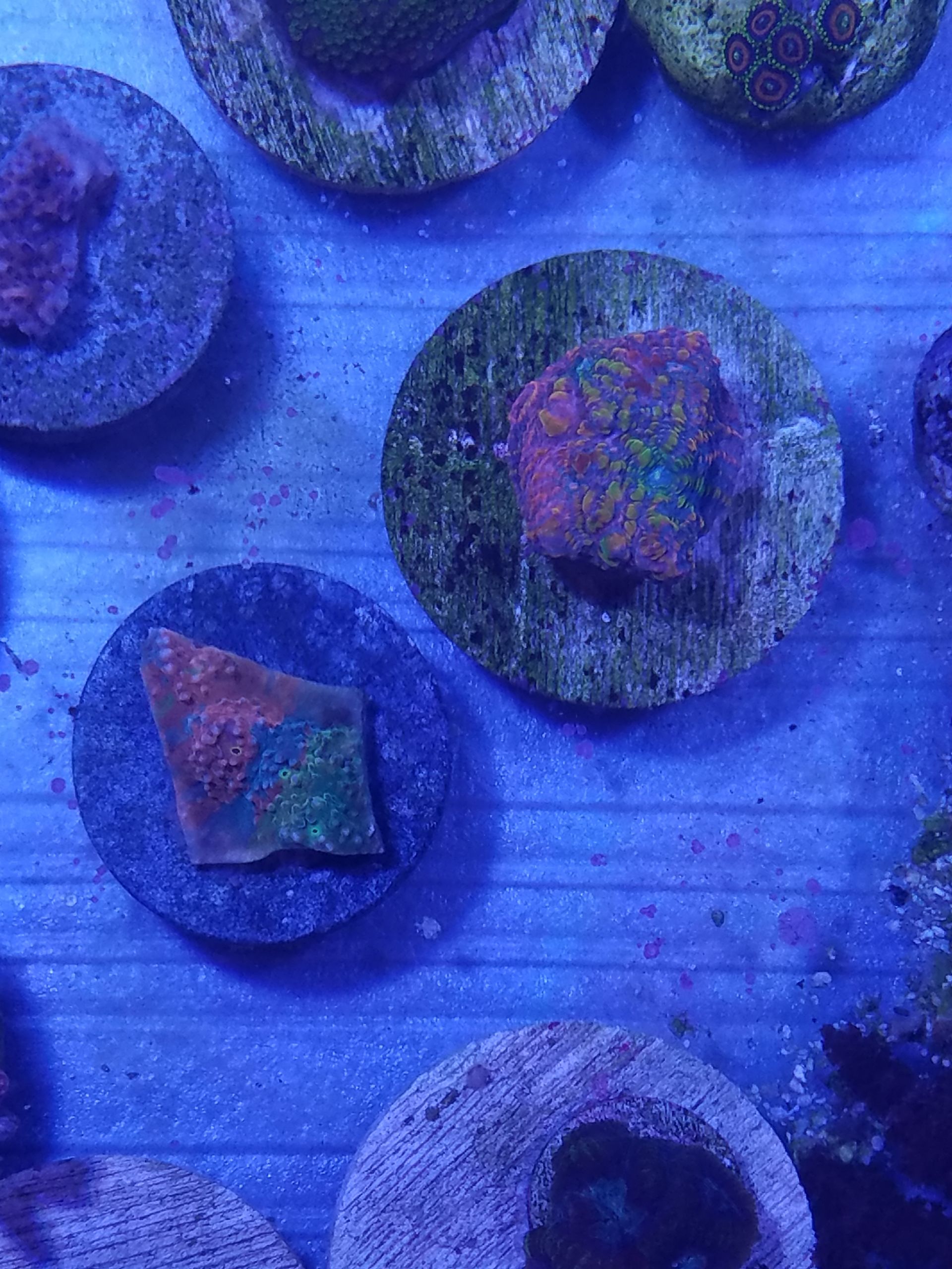 Lolo Chalice & Crayola Chalice