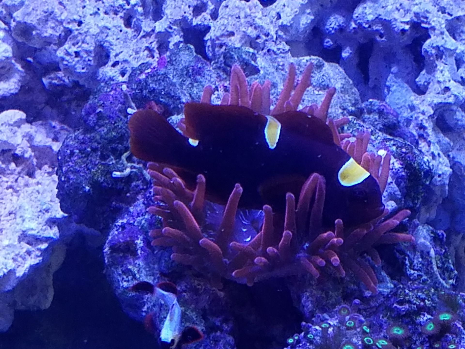 A clown fish is swimming in a coral reef.