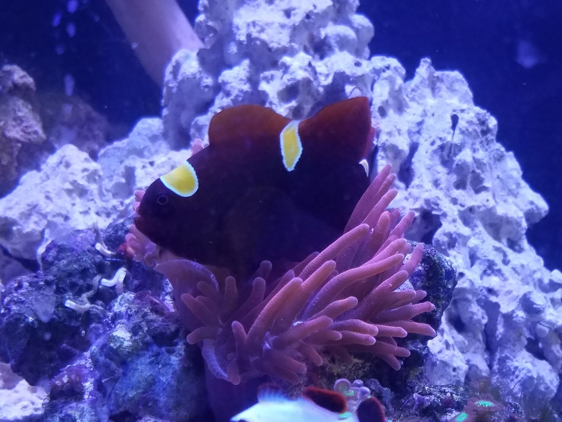 Maroon Clown _ Golden Nugget Clown Hosting in BTA