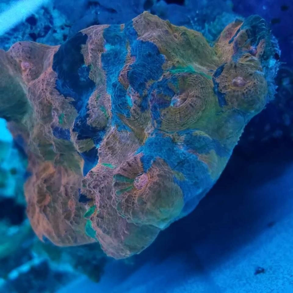 Orange Rainbow Chalice