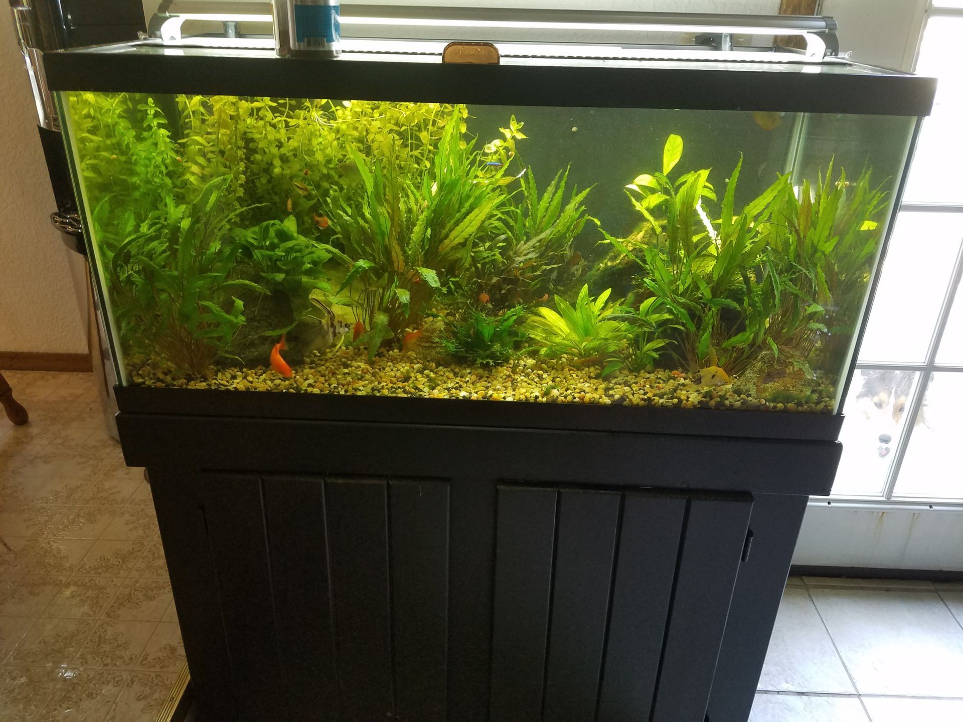 A large fish tank filled with lots of plants and fish.