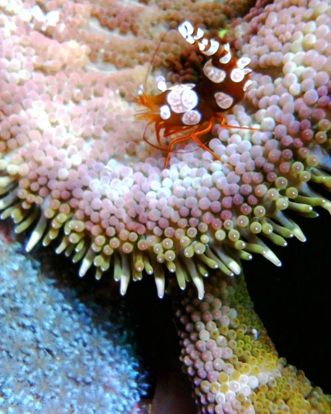 A shrimp is sitting on top of a starfish