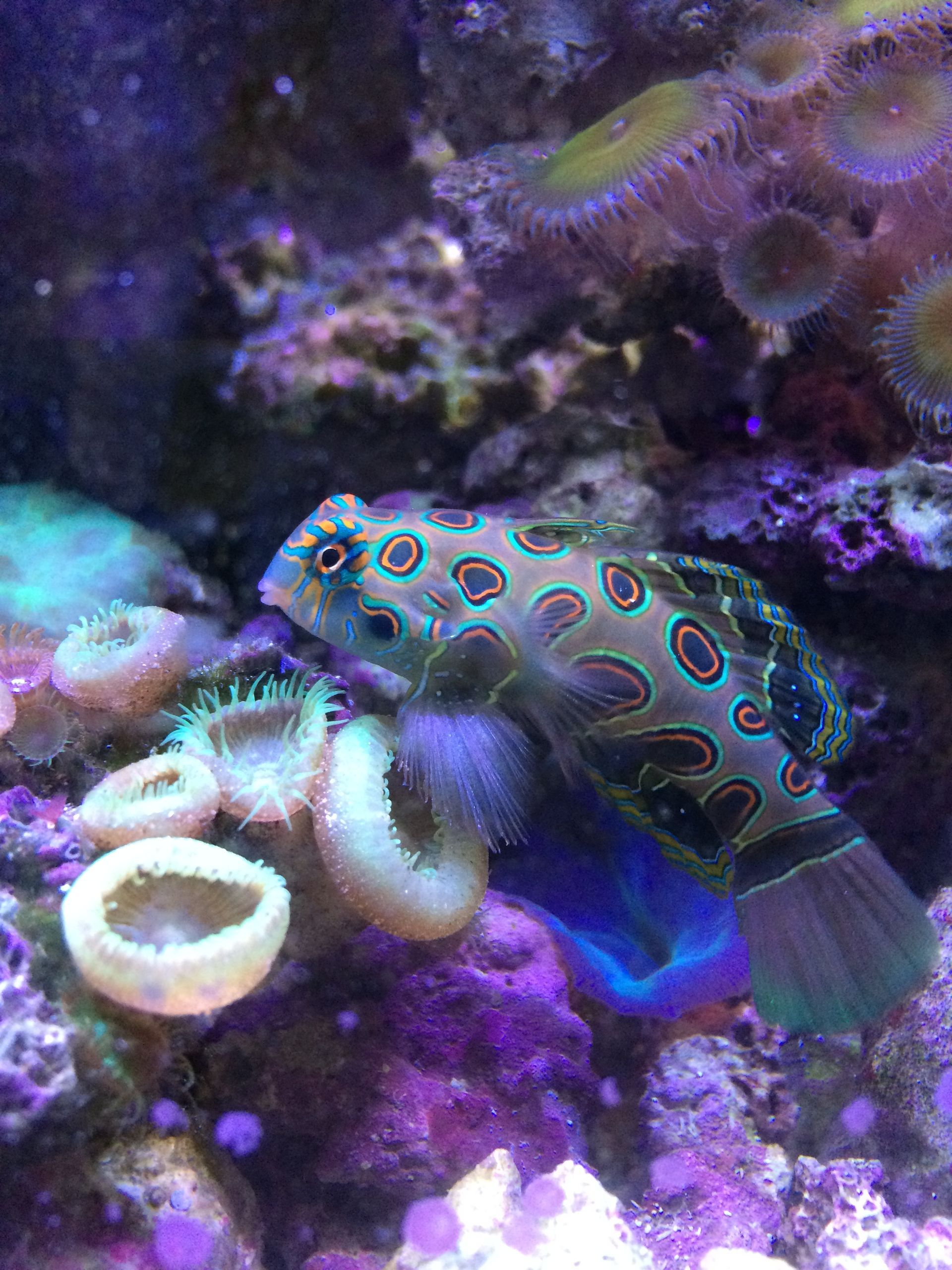 A fish is swimming in a coral reef surrounded by purple corals.