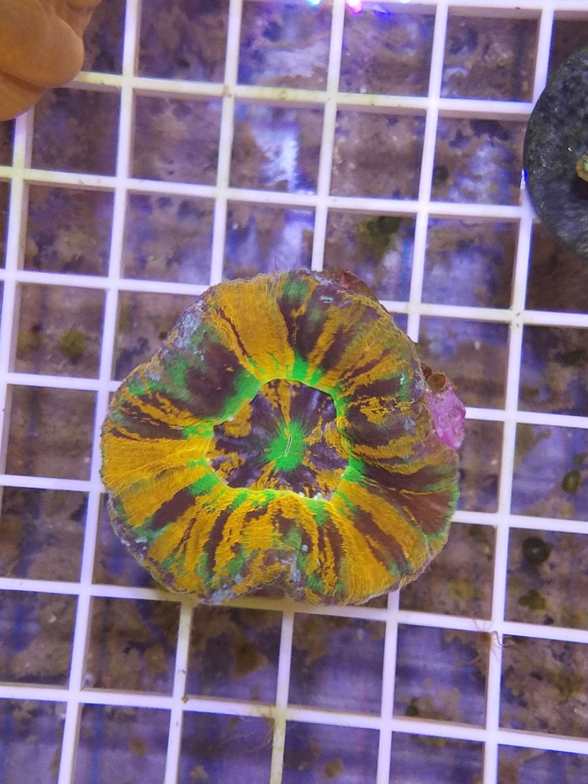 A colorful coral is sitting on top of a grid.