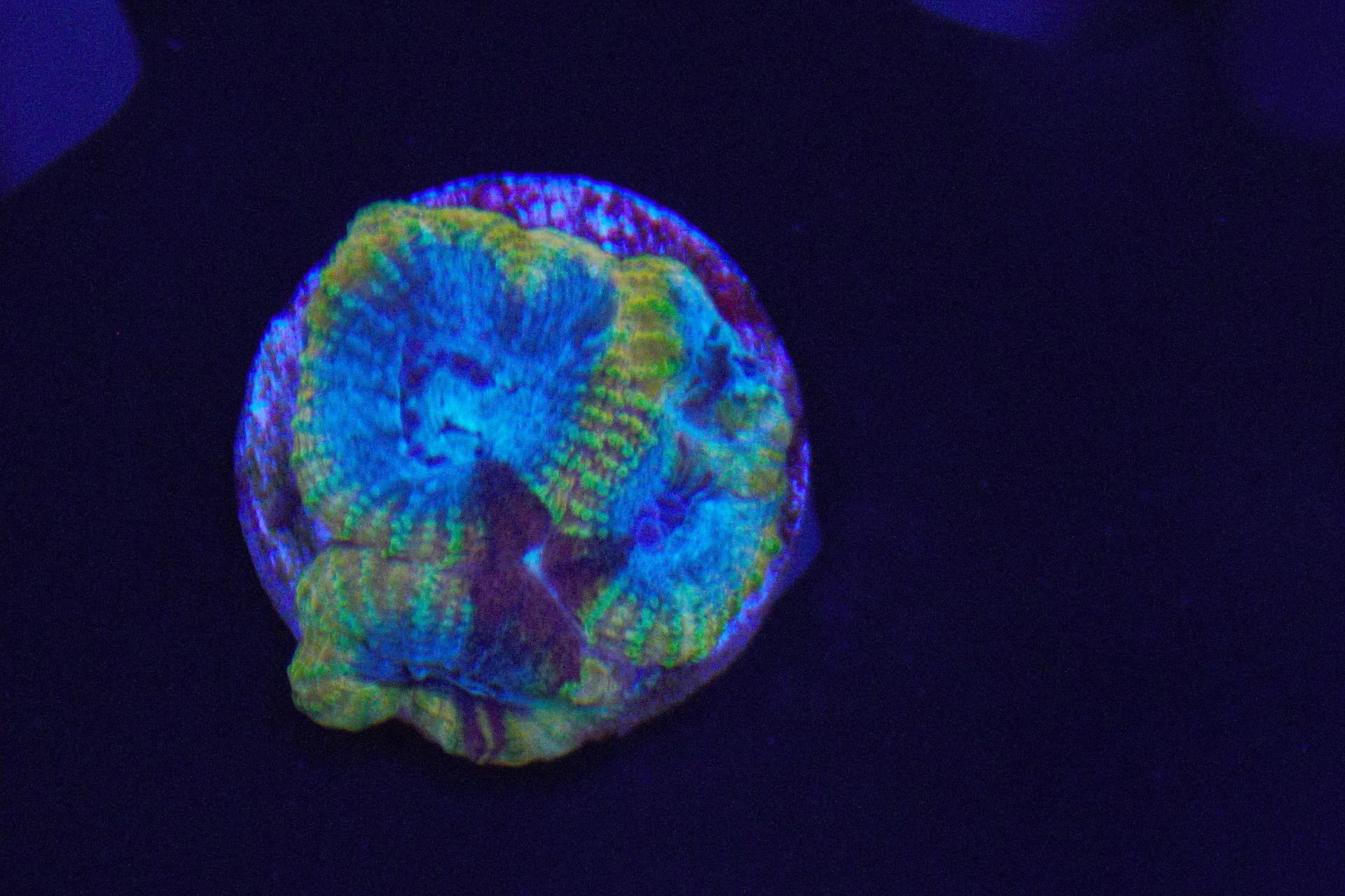 A glow in the dark coral is glowing in the dark.