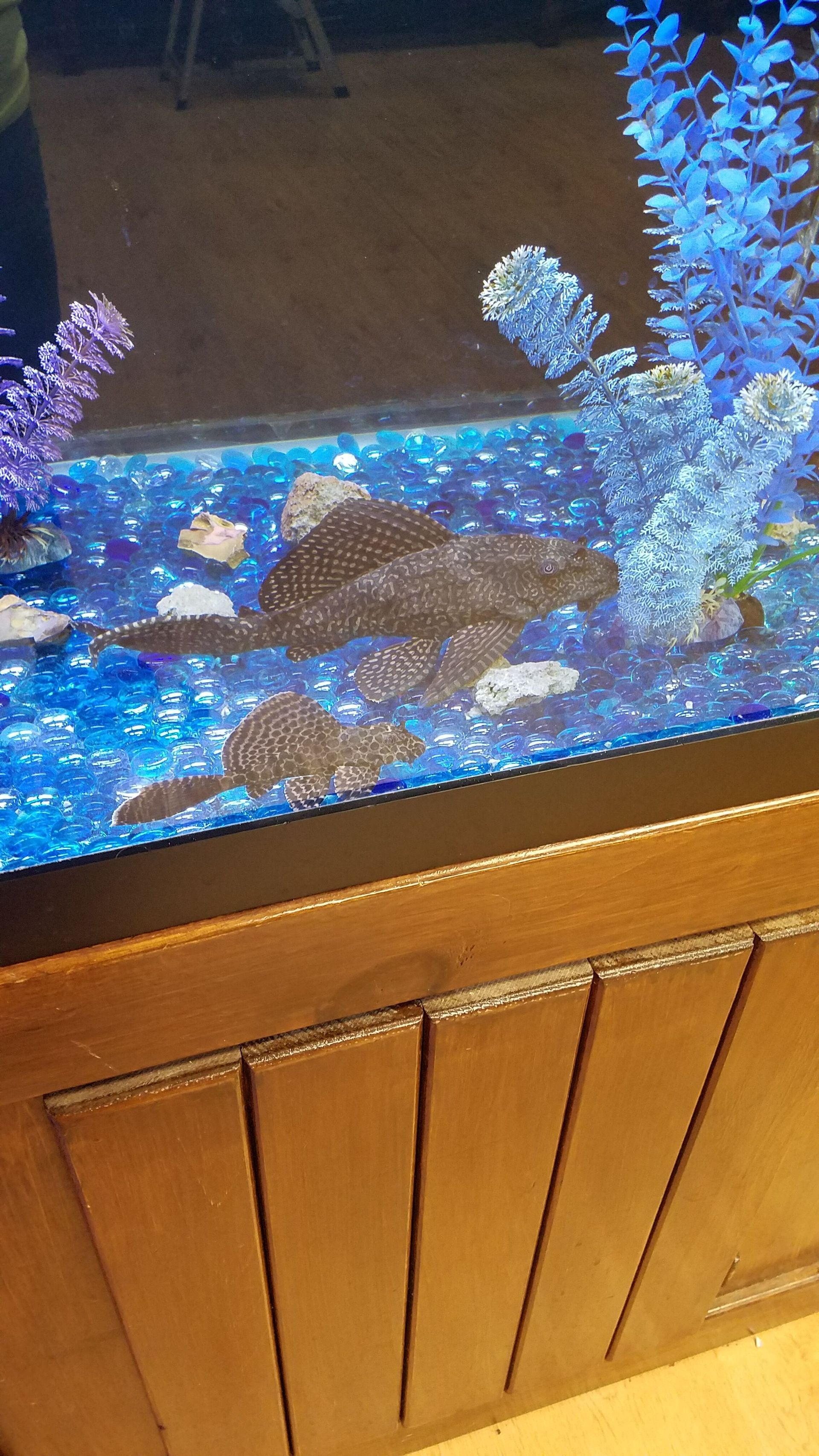 2 Colombian Sailfin Plecos