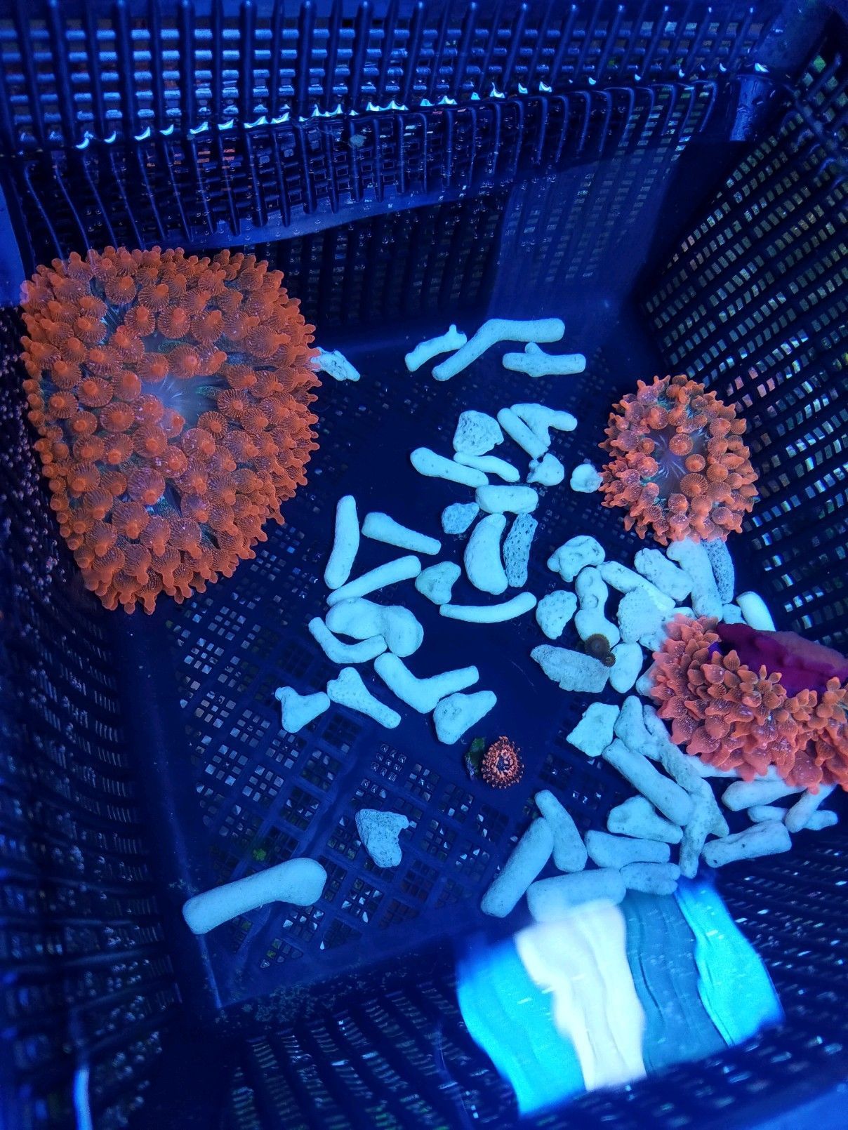 3 TSAQ Inferno BTA's w/ 1 Utter Chaos Zoa for color reference