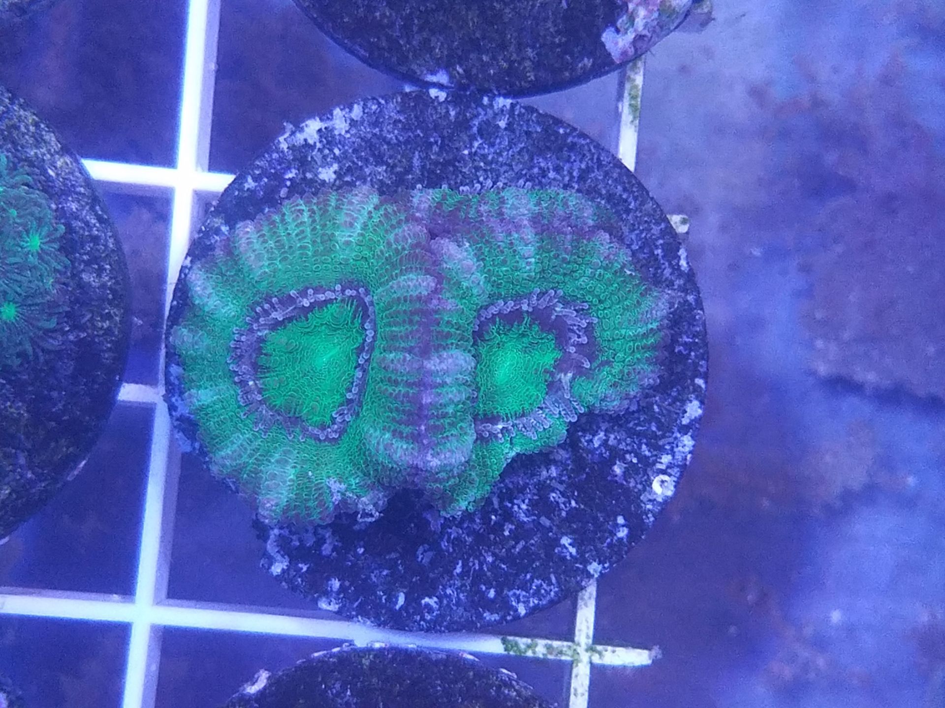 Acan