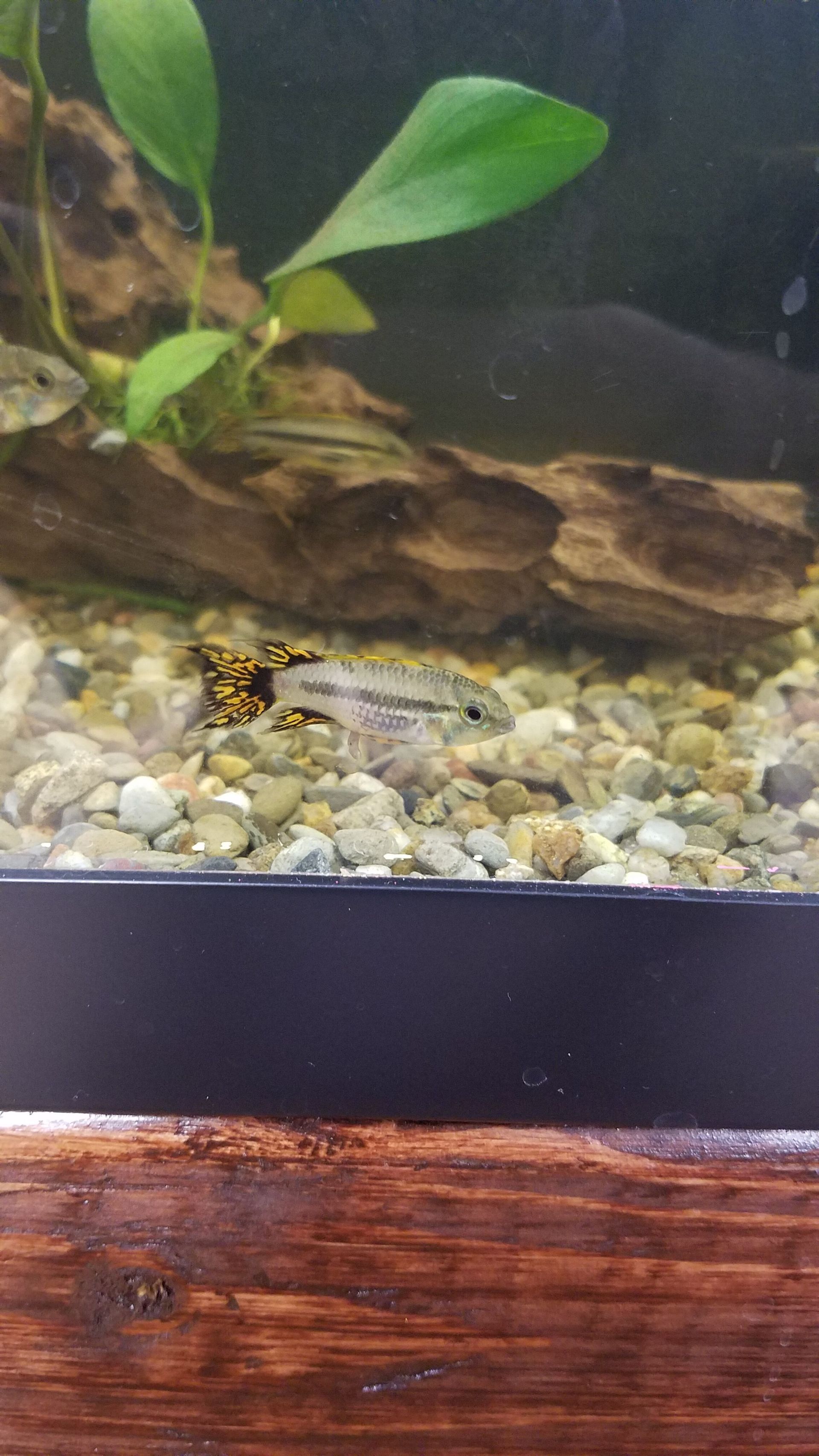 Apistogramma Cichlid