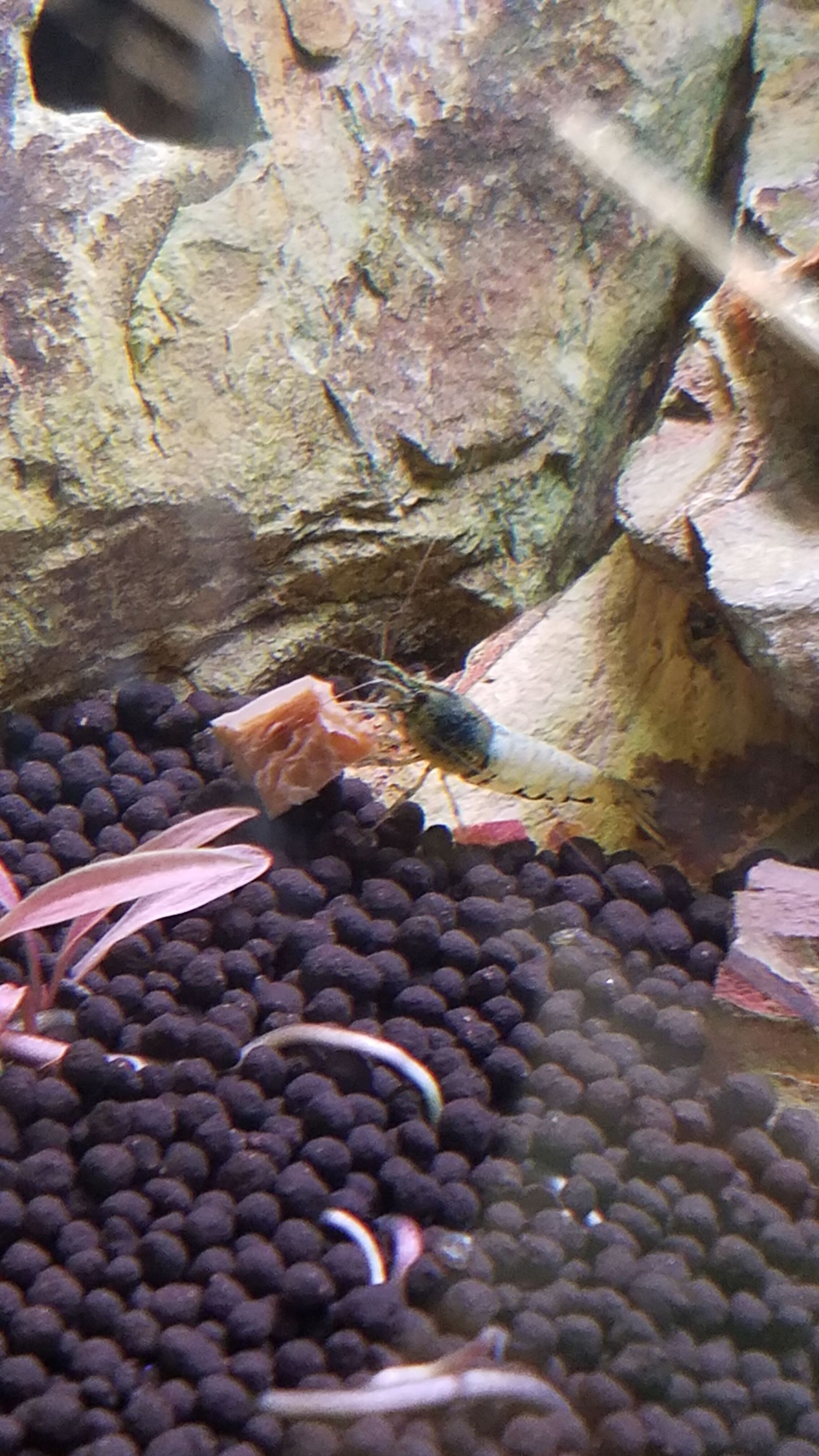 Blue Bolt Caridina Shrimp - FW